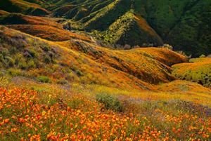 Rolling hills decorated in shades of yellow, orange, red, purple, and green by poppy flowers.