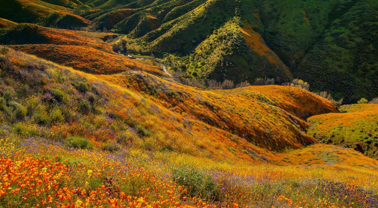 Rolling hills decorated in shades of yellow, orange, red, purple, and green by poppy flowers.
