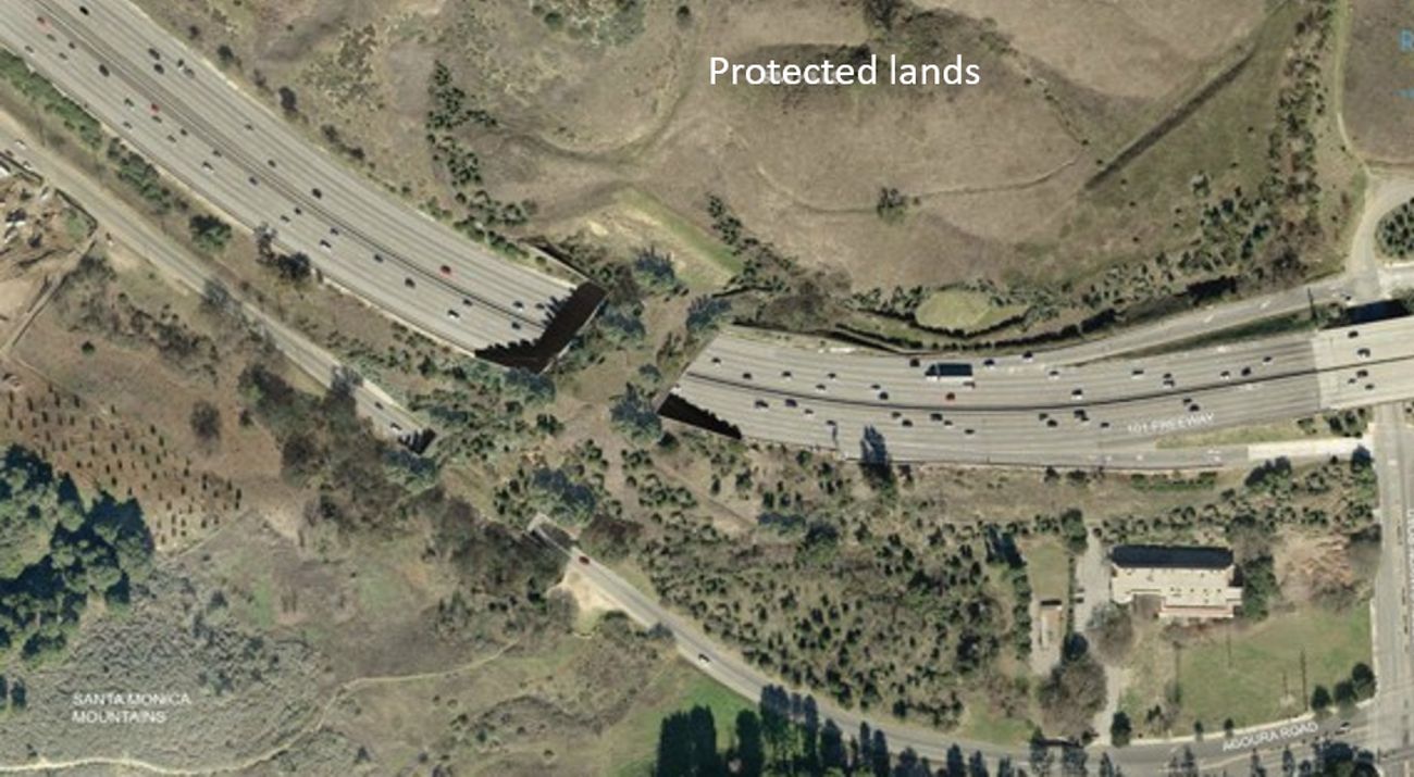 A satellite image showing a wildlife crossing bridge over a wide, busy freeway.