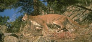 Mountain Lion