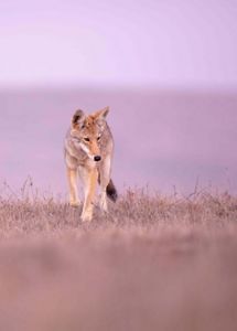 Coyote, Point Reyes National Seashore