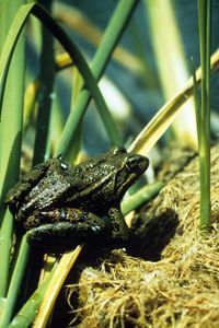 Red-legged frog