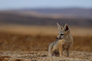 A fox with tall, pointy ears looks to the side against a blurred background.