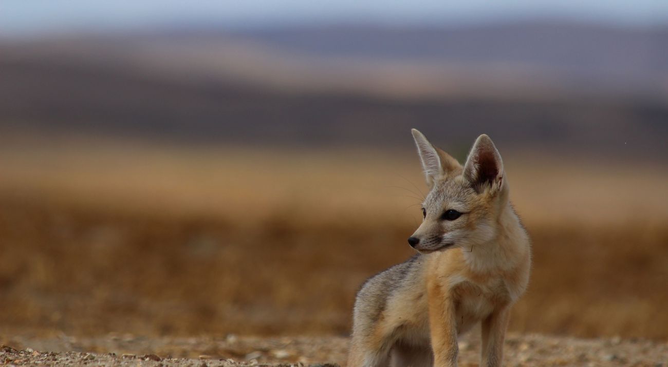 A fox with tall, pointy ears looks to the side against a blurred background.
