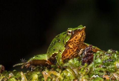 Ranita de Darwin sobre un tronco. Verde de ojos negros.