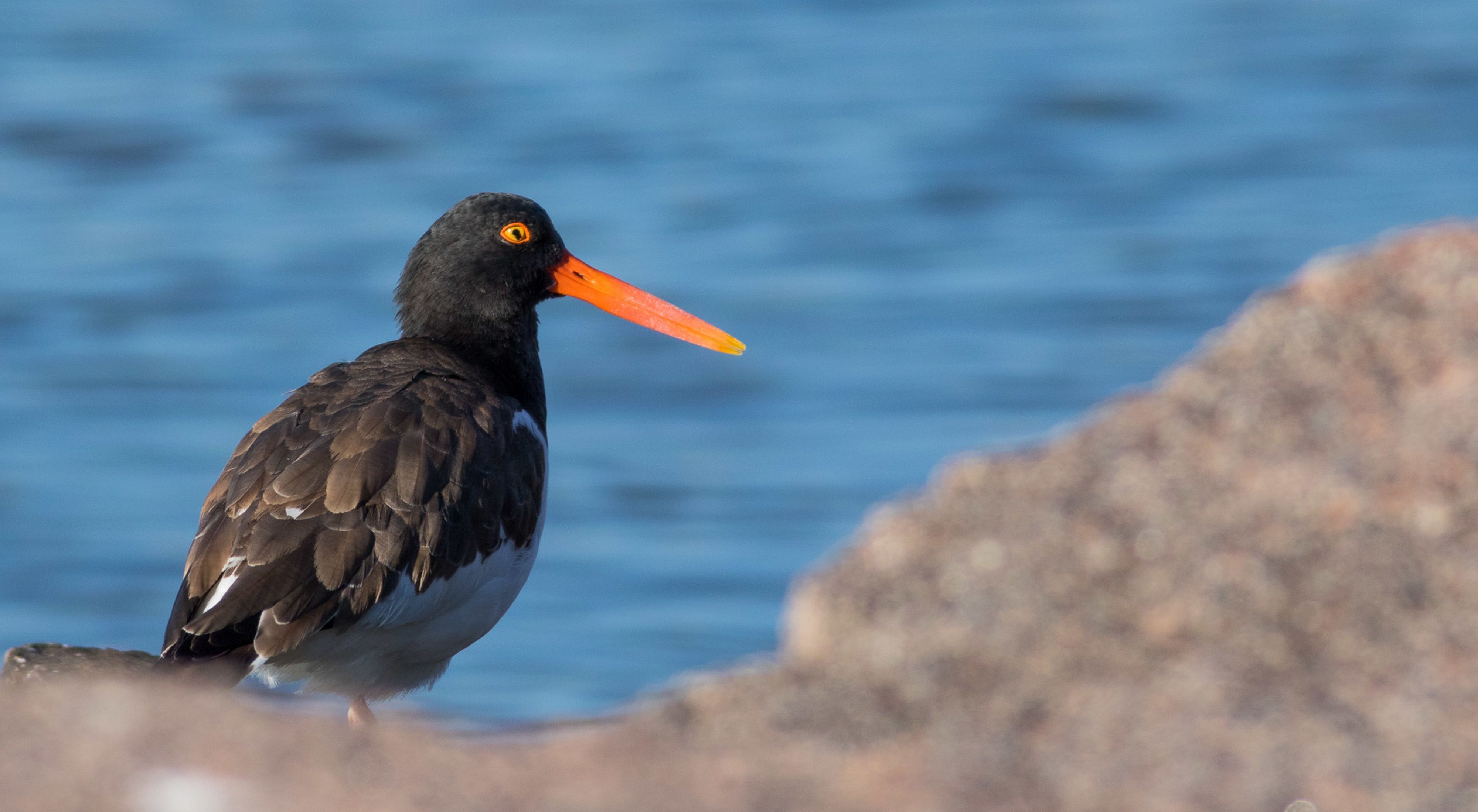 Esta ave que habita las costas se mimetiza en el entorno anidando en las arenas de la costa.