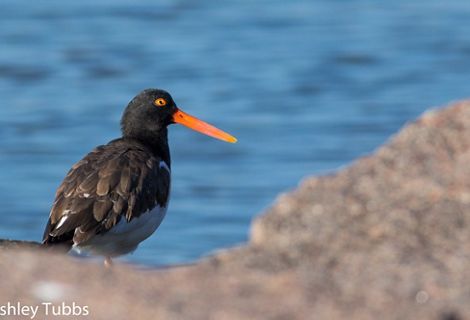Ave costera negra de pico naranja mira hacia la derecha de la imagen.