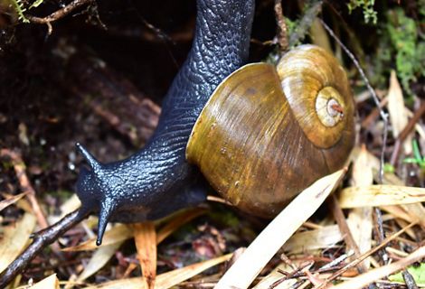 Caracol negro en toma cenital y en plano detalle.