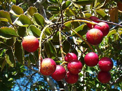 El avellano es un árbol nativo de Chile cuyas poblaciones más abundantes se distribuyen en las regiones desde el Maule hasta Aysén.