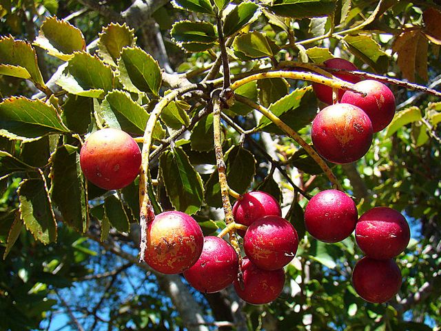 El avellano es un árbol nativo de Chile cuyas poblaciones más abundantes se distribuyen en las regiones desde el Maule hasta Aysén.