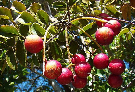 Frutos del avellano chileno