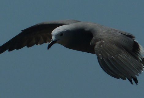 Una gaviota garuma en pleno vuelo en la costa de Perú.