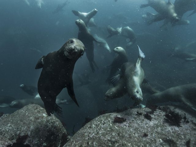 Un grupo de lobos marinos disfruta del hábitat costero rocoso.