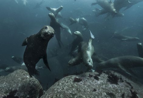 Lobos marinos bajo el agua, mirando la cámara en la RCV.