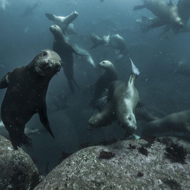 Lobos marinos bajo el agua, mirando la cámara en la RCV.