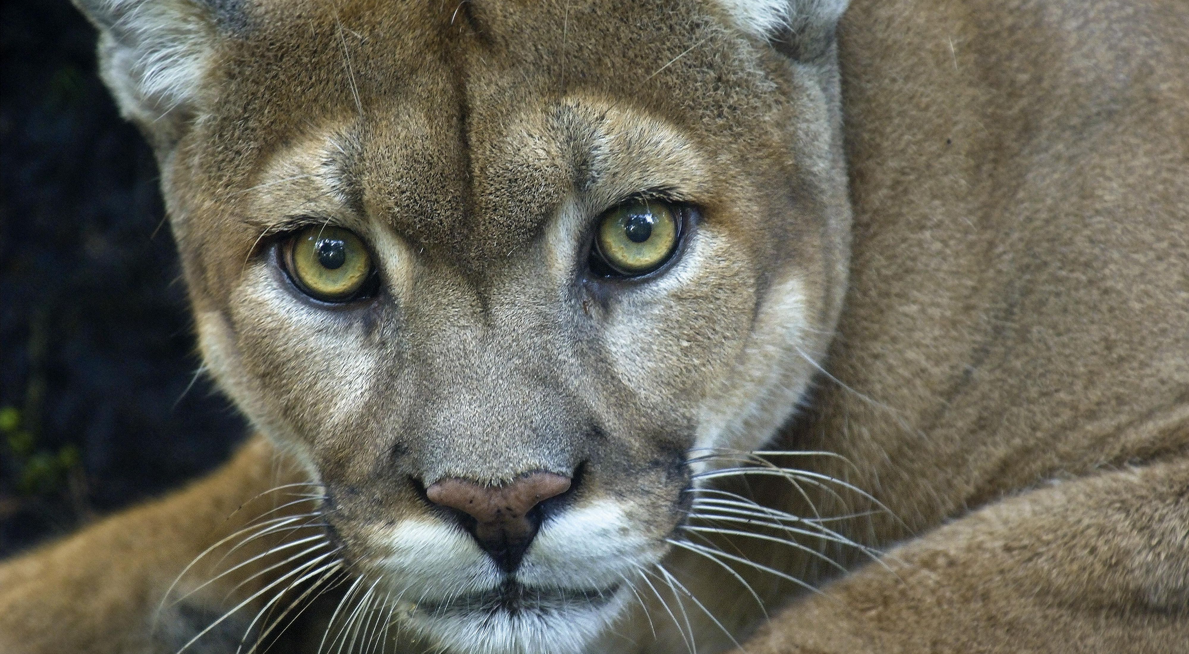Práctico masculino Sustancialmente Puma, el felino de América, registrado en la RCV