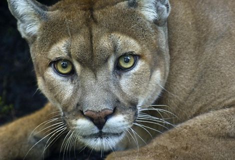 Esta especie es reconocible en todo el continente americano, desde Canadá hasta el sur de Chile y Argentina.