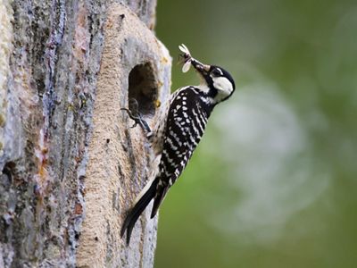 a black and white woodpecker on the side of a tree with an insect in its beak.