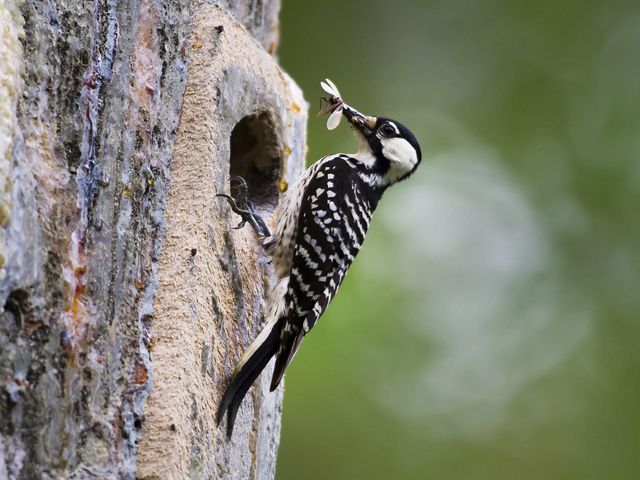 A woodpecker with black and white feathers holds an insect in its beak, perched on the side of a pine tree.