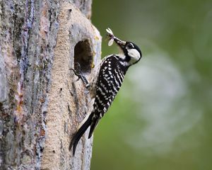 A small white and black woodpecker perches on the side of a tree holding an insect in its beak.
