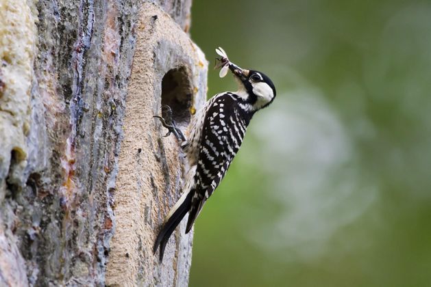 A red-cockaded woodpecker with a dragonfly on its beak.