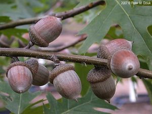 Close-up of red oak acorns on tree branch.