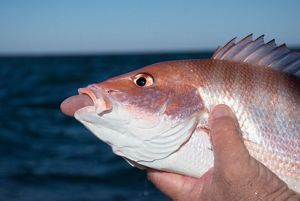 Red snapper with barotrauma