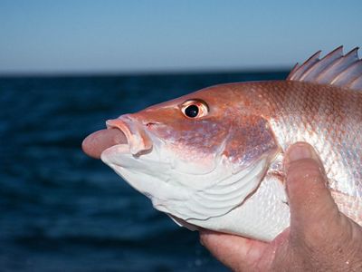 Fish bloated with its stomach protruding out of its mouth is experiencing barotrauma from being pulled up too quickly from depth.