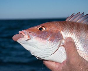 A red fish's tongue emerges from its mouth.