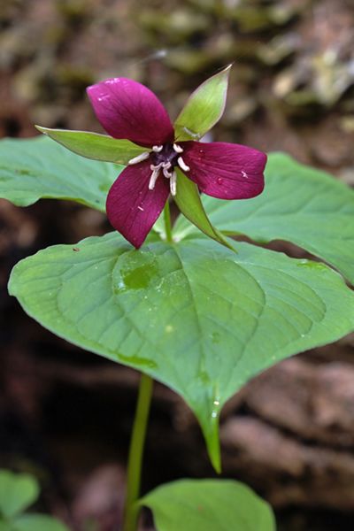 A red purple flower blooms against large green leaves.