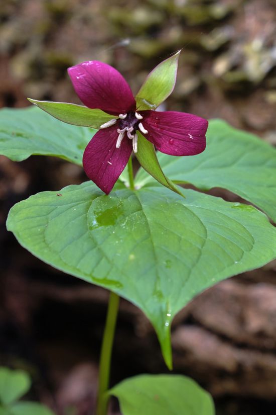 A red purple flower blooms against large green leaves.