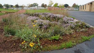 Purple and yellow wildflowers, bordered by asphalt, cover a plot of land that has a school in the background.