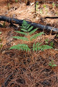 A green fern grows from a brown forest floor.