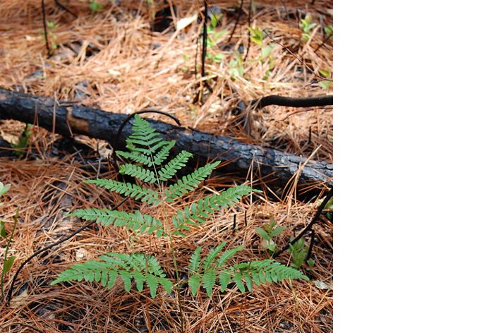 A small fern grows on a brown barren forest floor.