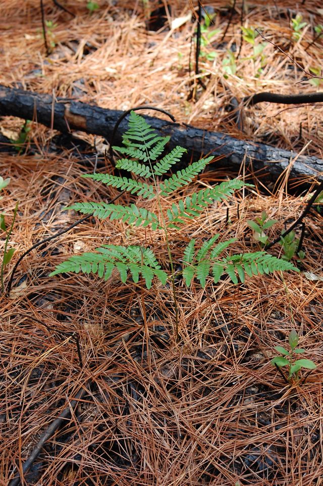A green fern grows out of a brown and charred forest floor.