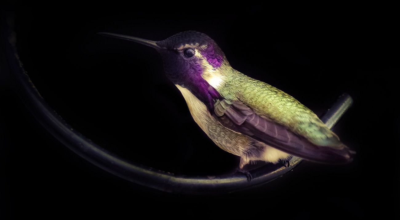 Closeup of a purple and green hummingbird with a black background.