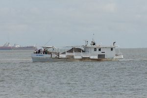 A boat filled with oyster shells cruises along in the ocean.