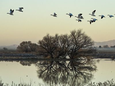 Landscape of a body of water with a large tree creating a reflection and snow geese flying above.