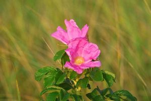Two pink roses in sharp focus with a greenish, blurry background of wavig beach grasses