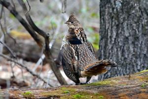 A brown and white speckled bird sits on a falle log in the forest.