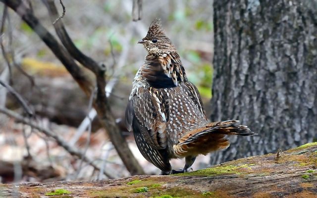 A large brown, white, and gray speckled bird looks over its shoulder while perched on a log in the forest.