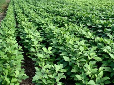 Rows of soybean crop.