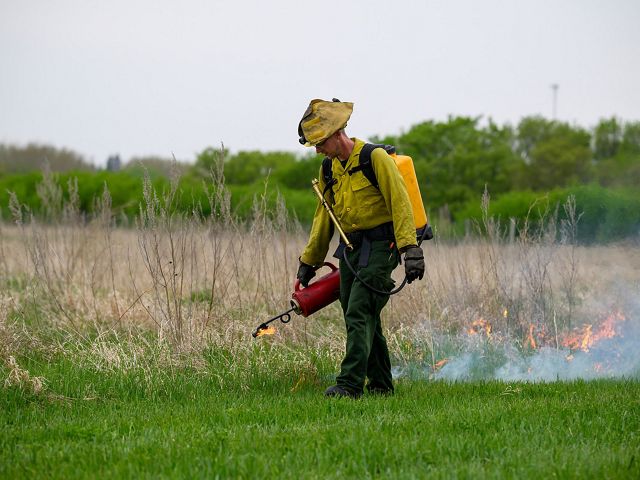 A person using a drip torch for a prescribed burn.