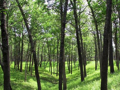 Lighted wooded area with bright green grasses covering the savanna floor.
