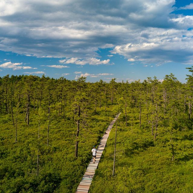 An overhead view of a person walking on a boardwalk with green heath plants all around.