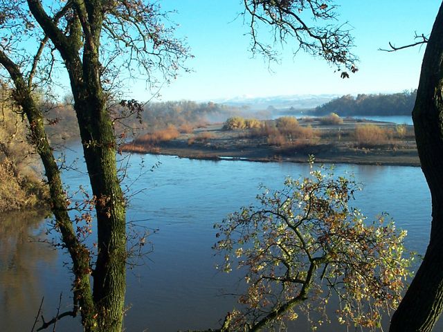 A foggy view of the Sacramento River between two trees.