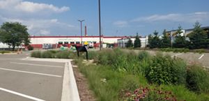 Plants grow in parking lot installation.