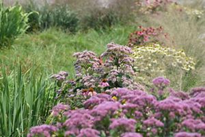 Brightly colored flowers in bloom. 