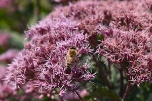 A bee lands on brightly colored flowers at Sacred Heart Church.