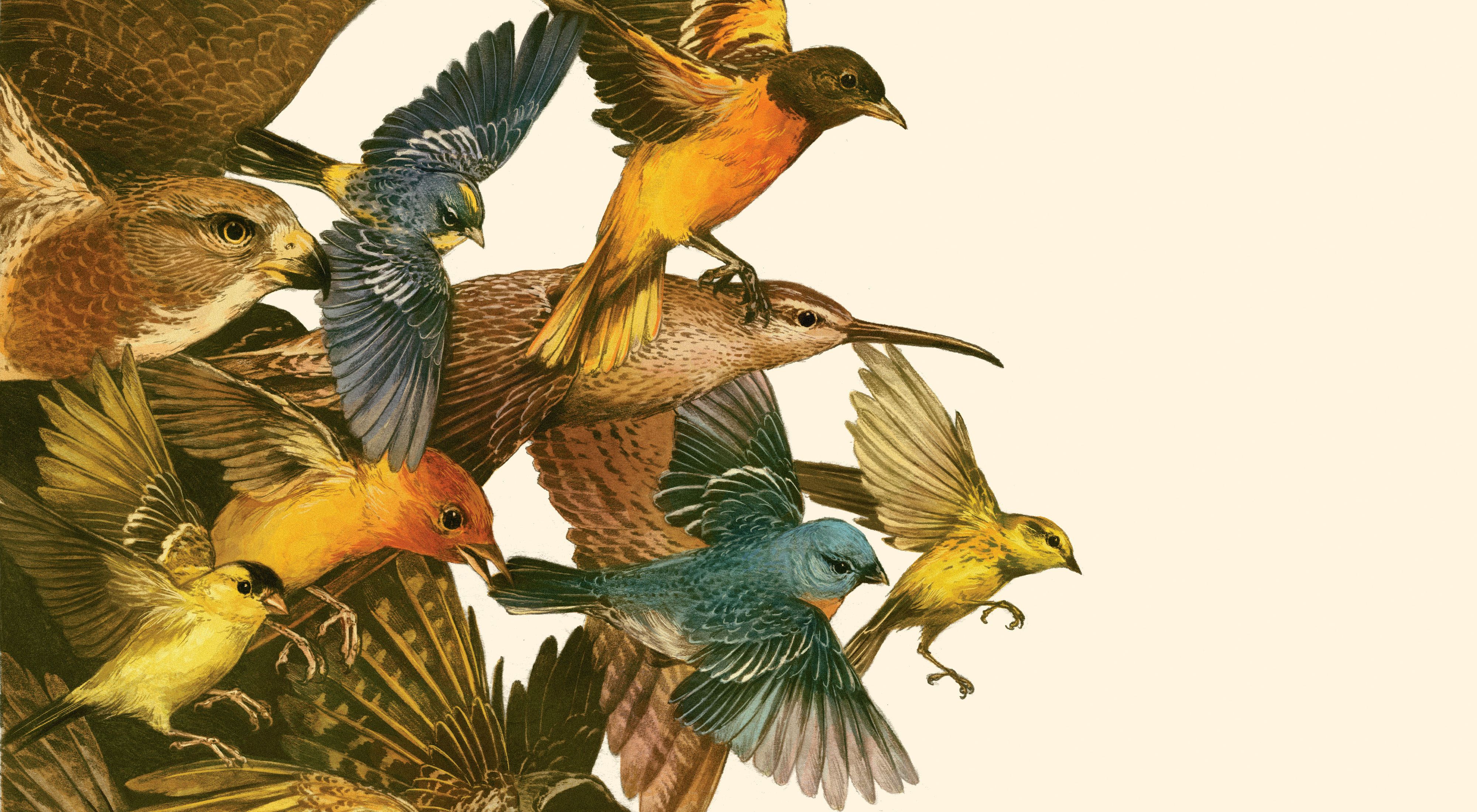 a colorful illustration of multiple species of birds